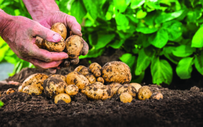 Come sono fatti gli gnocchi Mamma Emma?