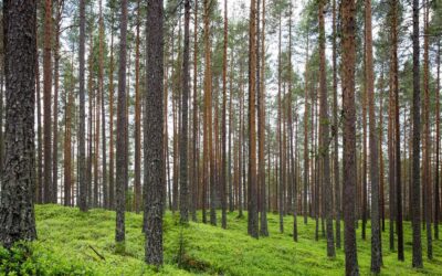 Itaque officiis distinctio vero